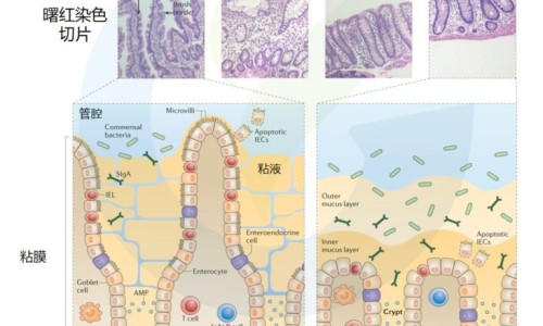 保灵孕宝口服液多少钱一盒、保灵孕宝的功效 -保灵孕宝营养液绿盒装网